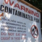contaminated fish