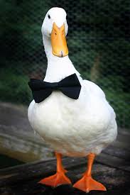 duck tie